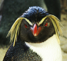 Google update : Penguin Google update : Penguin